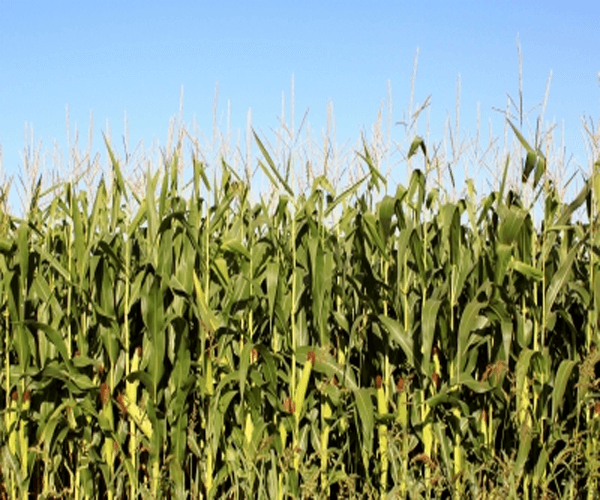 cornfield